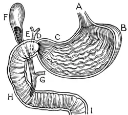 Anatomy of a human stomach