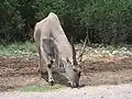Eland