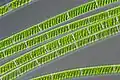Freshwater Alga