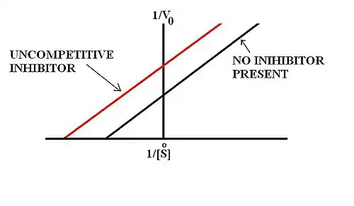 Double-Reciprocal Plot of Uncompetitive Inihibition