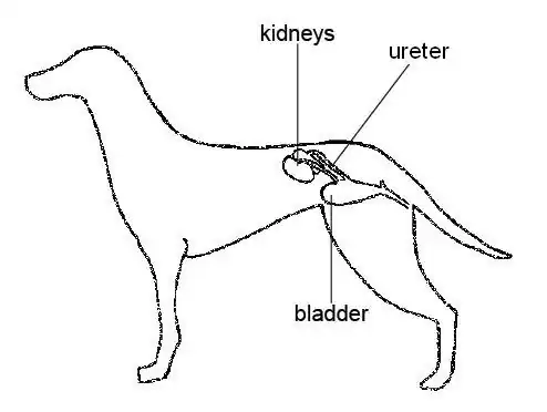 Urinary System of Dog