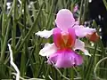 Vanda Miss Joaquim (in the subfamily Epidendroideae)