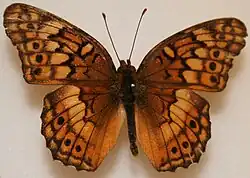 Euptoieta claudia (variegated fritillary) Adult, dorsal view.