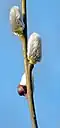 Willow catkin