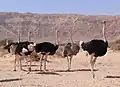 Ostrich
