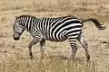 Zebra