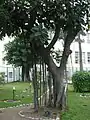 Rubber tree