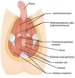 Muscles of the male perineum