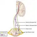 Schematic image showing the locations of a few tracts of the spinal cord.