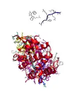 1uu8: Two limiting diastereomeric (syn and anti) conformation cargo to the retro/anterograde pathway. Crystal structure of the human  kinase domain 1uu8, 1xws & 1zrz pim1: 1xws (from-use images@ ebi refs.@ pubchem) BI1 search 3-{1-[3-(DIMETHYLAMINO)PROPYL]-1H-INDOL-3-YL}-4-(1H-INDOL-3-YL)-1H-PYRROLE-2,5-DIONE)
