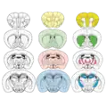 Mouse brain slices