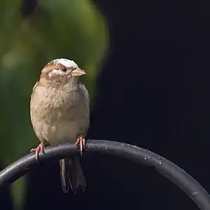 Female house sparrow with incomplete leucism(Passer domesticus)
