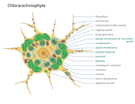 Representation of a Chlorarachniophyte