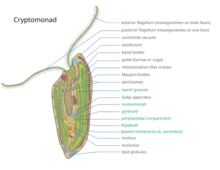 Representation of a Cryptomonad