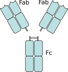 An antibody digested by papain yields three fragments: two Fab fragments and one Fc fragment