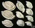 Foraminifera of Pag Island, Adriatic Sea -60 m, field width 5.5&nbsp;mm