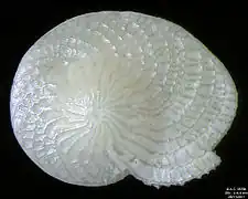 Foraminifera Heterostegina depressa, field width 4.4&nbsp;mm