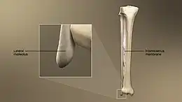 3D Medical Animation still shot of Fibula structure