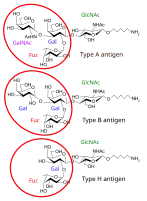 There are three basic variants of immunoglobulin antigens in humans that share a very similar chemical structure but are distinctly different. Red circles show where there are differences in chemical structure in the antigen-binding site (sometimes called the antibody-combining site) of human immunoglobulin. Notice the O-type antigen does not have a binding site.