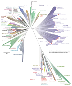 A 2016 metagenomic representation of the tree of life, unrooted, using ribosomal protein sequences. Bacteria are at top (left and right); Archaea at bottom; Eukaryotes in green at bottom right.