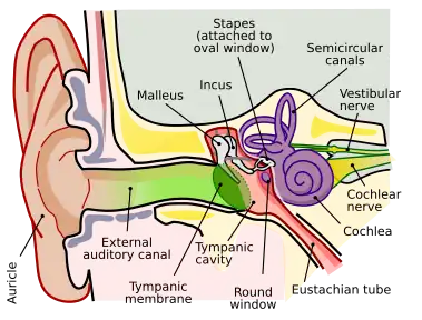 Anatomy of the human right ear.&nbsp;&nbsp;Brown is outer ear.
&nbsp;&nbsp;Red is middle ear.
&nbsp;&nbsp;Purple is inner ear.