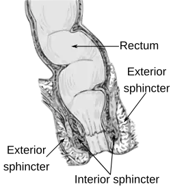 Anatomy of the anus and rectum