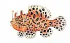 Striated frogfish