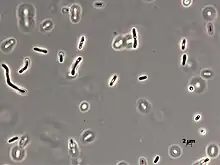 Image of Aquabacterium limnoticum