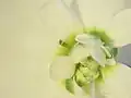 AGAMOUS mutation resulting in a double-flowered Arabidopsis