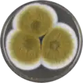 Aspergillus tamarii growing on MEAOX plate