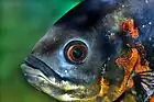Fish surveying its world