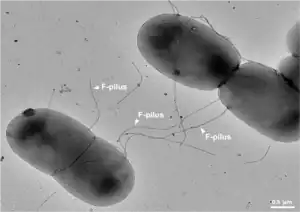 Black and white image of F-pili bacteria