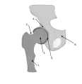 Details of hip joint. FemurFemoral NeckFemoral HeadAcetabulumAcetabular labrumPelvis