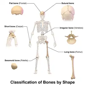 One way to classify bones is by their shape or appearance.