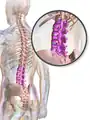 Illustration highlighting lumbar spine.