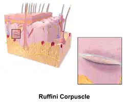 Illustration of Ruffini corpuscle