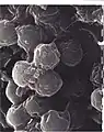 Bodo caudatus cysts
