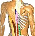 Bones and muscles.