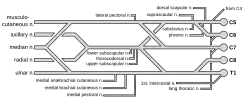 Brachial plexus