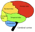Four cerebral lobes and cerebellum: Occipital lobe Parietal lobe Frontal lobe Temporal lobe