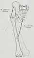 Adduction and abduction of the femur. The centre of rotation of the hip has been marked.