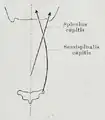 Splenius and Semispinalis