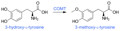 3-O-Methylation of levodopa (3-hydroxy-L-tyrosine) via COMT activity