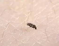 Tiny midge with black-and-white wings on human skin