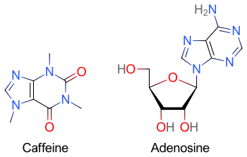 Two skeletal formulas: left&nbsp;– caffeine, right&nbsp;– adenosine.
