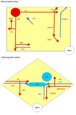 Cardiac vessel schematic