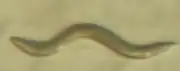 Caenorhabditis elegans