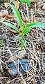 Fruits and seedling. Dededo, Guam