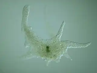 Naked amoeba, Chaos sp.