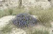 A bush with indigo-colored flowers.
